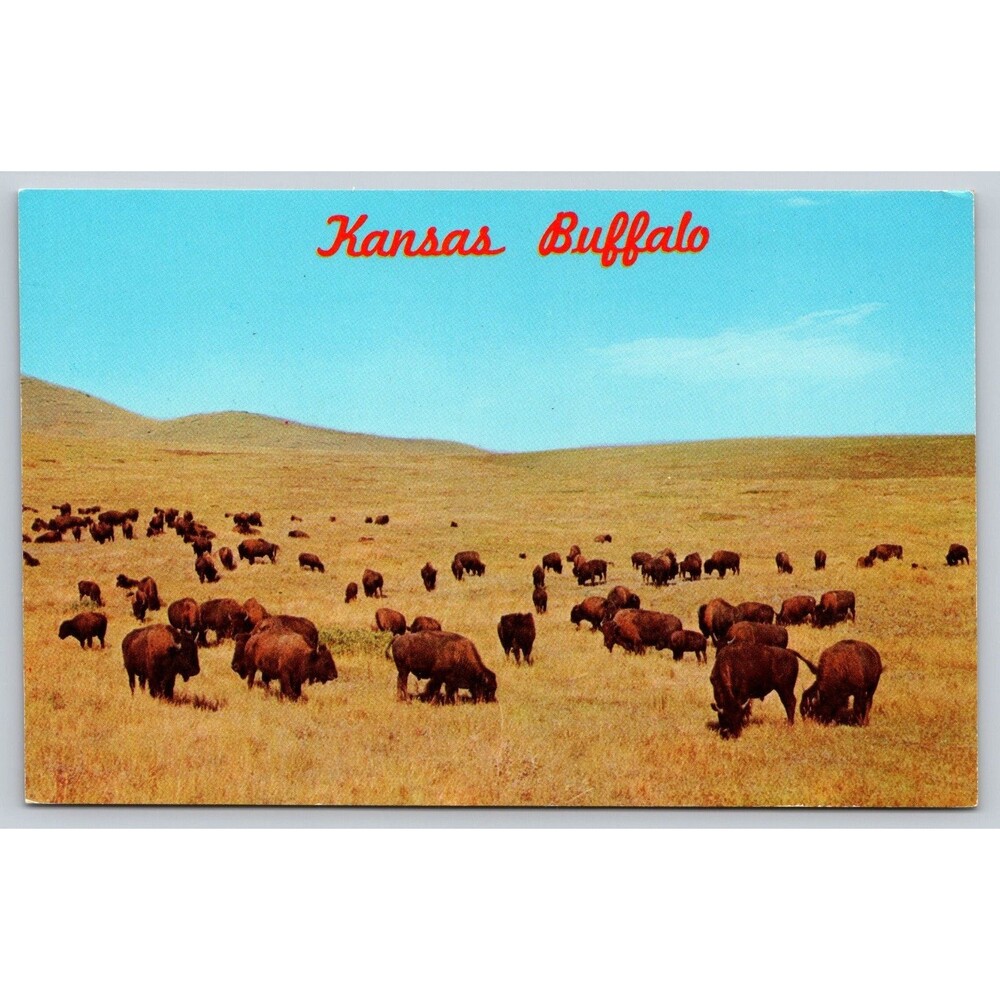 Postcard Kansas Thousands of Buffalo Bison Plains Open Range Herds Unposted KS